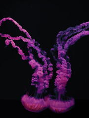 glowing jellyfish in the dark water