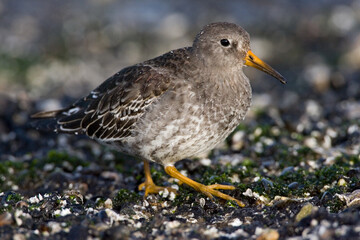 Purple Sandpiper, Paarse Strandloper, Calidris maritima