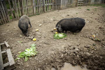 Pigs in farm