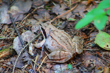 frog on the grass