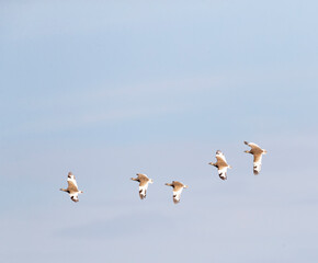 Little Bustard, Tetrax tetrax