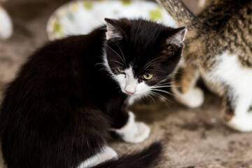 A black kitten with a white face and paws