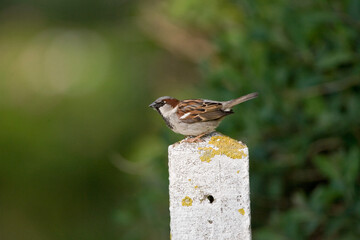 Huismus, House Sparrow, Passer domesticus
