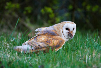 Kerkuil, Barn Owl, Tyto alba