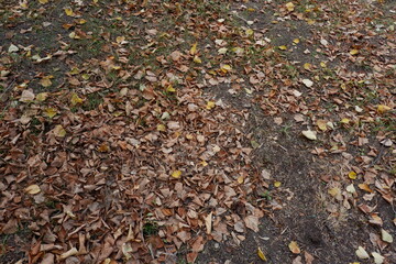  leaves on ground