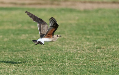 Collared Pratincole, Glareola pratincola