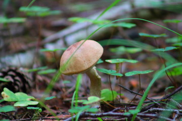 mushroom in the forest