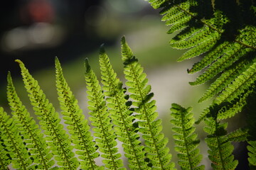 Paproć roślinne tło © Anna