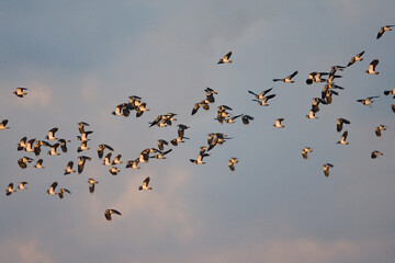 Northern Lapwing, Kievit, Vanellus vanellus