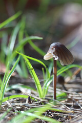 Mycene marron