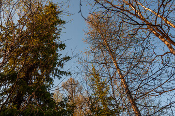 Early spring forest with pines and spruces with short needles and birches without leaves on the background with tender blue sky. Sunny day