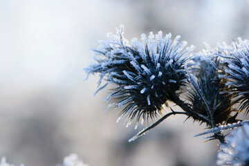 dry plant covered with ice winter macro background text
