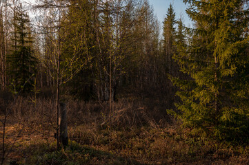 Early spring forest with pines and spruces with short needles and birches without leaves on the background with tender blue sky. Sunny day