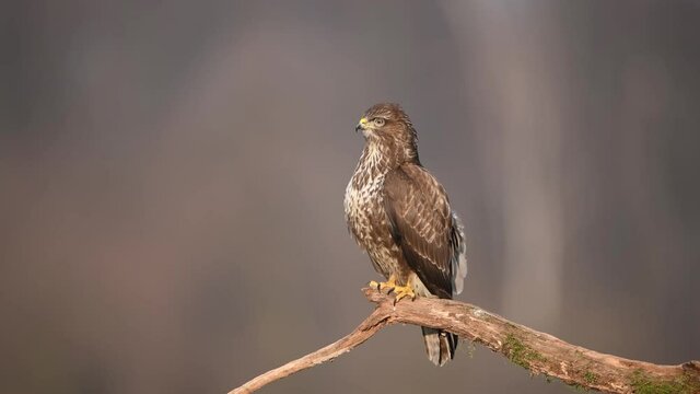 Common buzzard ( Buteo buteo ) close up
