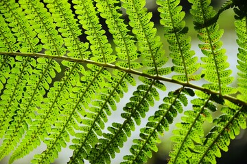 Paproć roślinne tło Fern leaves sunshine background green