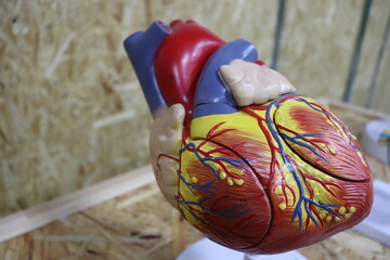 heart exhibit at medical innovation forum