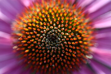 Nahaufnahme eines purpurroten Scheinsonnenhuts mit Morgentau