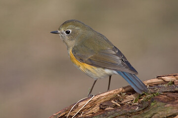 Red-flanked Bluetail, Blauwstaart, Luscinia cyanura