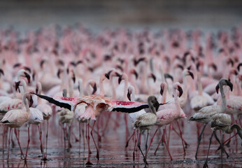 Naklejka premium Lesser Flamingos at Lake Bogoria in the evening hours , Kenya