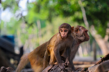 Baby monkey and mother monkey in the largest mangrove forest Sundarbans in Bangladesh