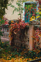 Fototapeta na wymiar autumn leaves on a fence