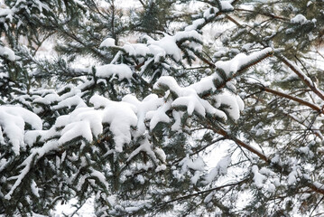 Coniferous tree in winter in the Russian outback