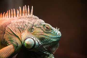 Reptile