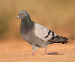 Rock Pigeon, Columba livia