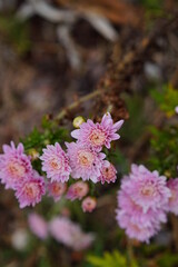 Chrysanthemum flower bud in a garden