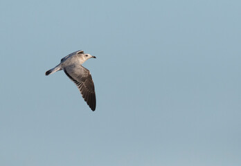 Audouin's Gull, Ichthyaetus audouinii