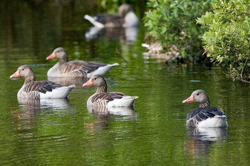 Grauwe Gans, Greylag Goose, Anser anser