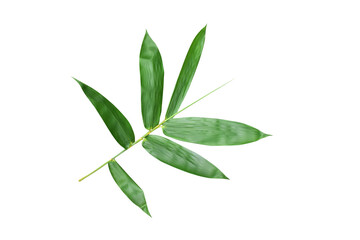 Fototapeta premium The stalks and leaves of bamboo have beautiful leaves on a white background.