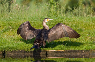 Aalscholver, Great Cormorant, Phalacrocorax carbo