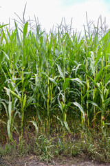 corn plants with cobs in the field vertical frame
