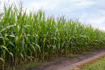 corn field in the summer with sky and rural road