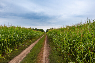 Country road among corn fields