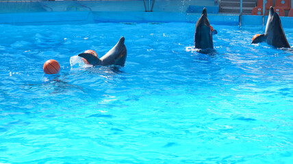 Four dolphins circling in the pool with a sword          