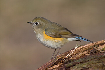 Red-flanked Bluetail, Blauwstaart, Luscinia cyanura
