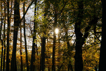 Obraz premium The sun shining through colorful autumn leaves