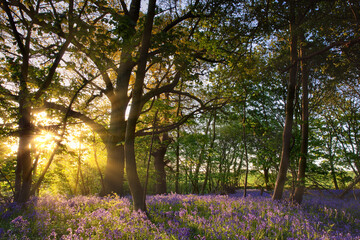 Sunrise in bluebell woods in Norfolk UK
