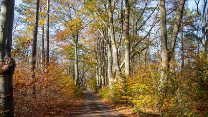 Obraz premium Herbstlandschaft zwischen Seeberg und Alter Sternwarte