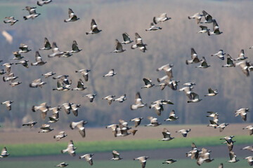 Houtduif, Common Wood Pigeon, Columba palumbus