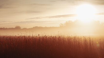 Bright sunrise and fog over the meadow