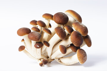 mushrooms isolated on white