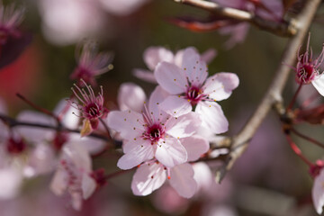 Fleurs