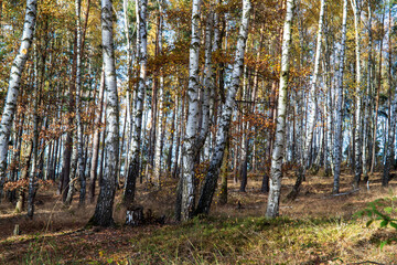 Herbstlandschaft zwischen Seeberg und Alter Sternwarte