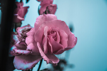 A nostalgic rose on a blue background