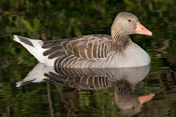 Grauwe Gans, Greylag Goose, Anser anser