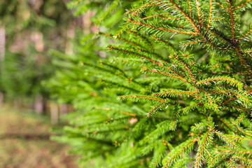natural background with Christmas tree branches