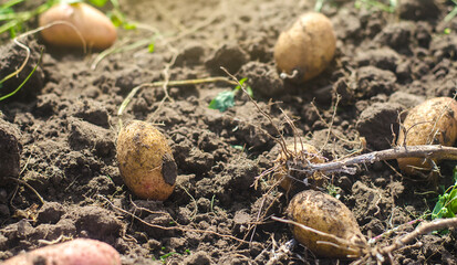 Many potato tubers lie on the loose soil after the harvesting process. Gardening and farming. Fresh organic vegetables, ecological agricultural food products. Agricultural farm production.